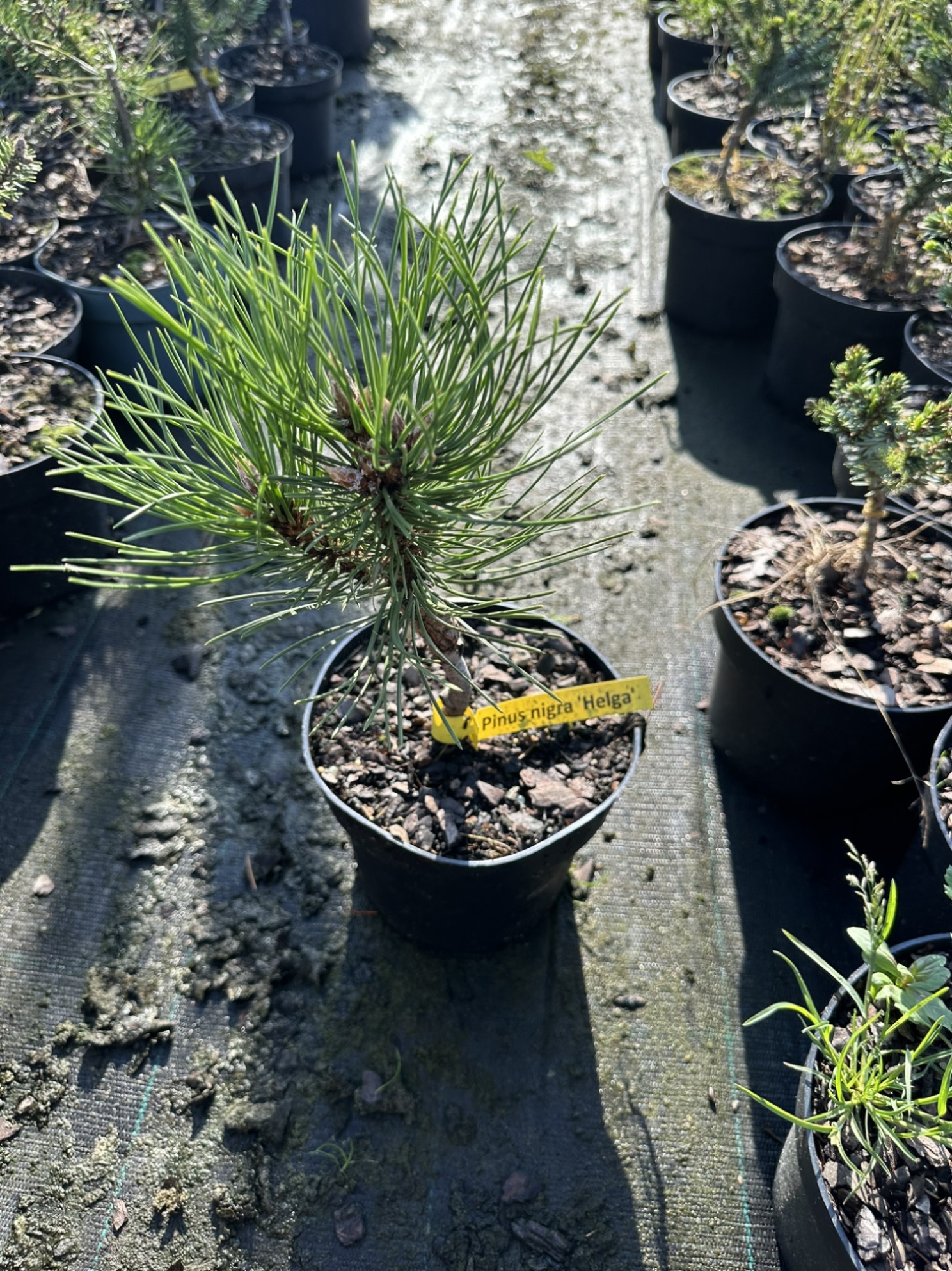 Сосна черная Хельга